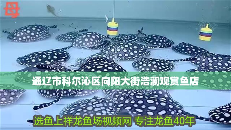 通遼市科爾沁區向陽大街浩瀾觀賞魚店