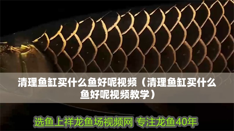 清理魚缸買什么魚好呢視頻（清理魚缸買什么魚好呢視頻教學）