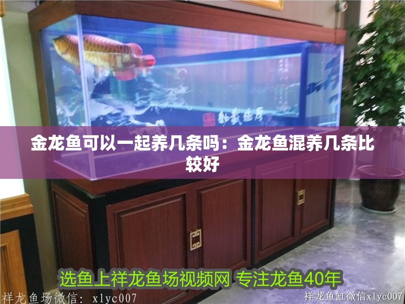 金龍魚可以一起養幾條嗎：金龍魚混養幾條比較好