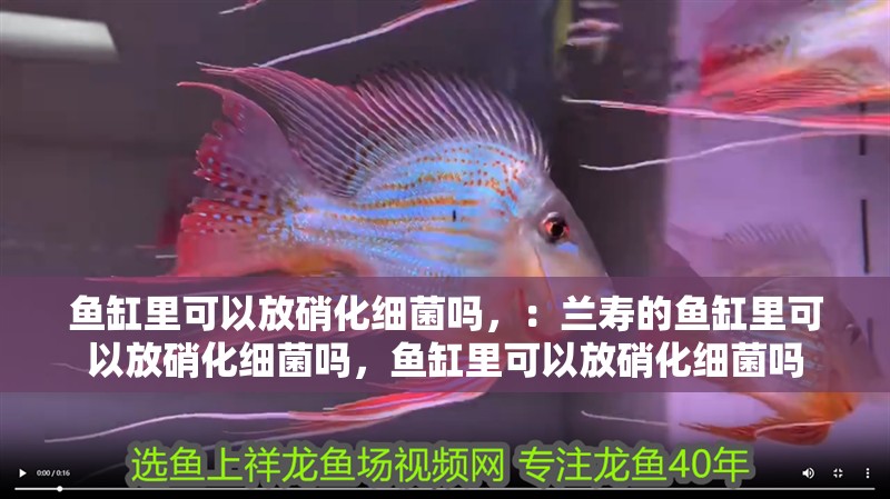 紅龍魚用黃燈烤有用嗎 魚缸里可以放硝化細菌嗎,:蘭壽的魚缸里可以放硝化細菌嗎,魚缸里可以放硝化細菌嗎 魚缸百科 魚缸里可以放硝化細菌嗎,:蘭壽的魚缸里可以放硝化細菌嗎,魚缸里可以放硝化細菌嗎 魚缸里可以放硝化細菌嗎,:蘭壽的魚缸里可以放硝化細菌嗎,魚缸里可以放硝化細菌嗎 魚缸百科