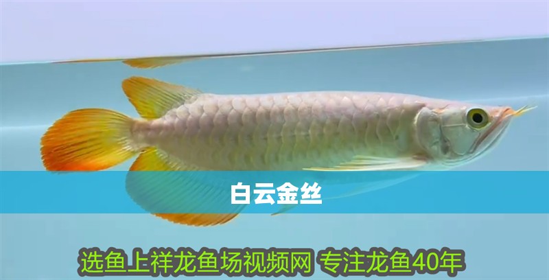 魚缸過濾器選購指南:自制魚缸過濾器魚缸上置過濾器對于養魚愛好者的必備知識 白云金絲 龍魚論壇 白云金絲 白云金絲 龍魚論壇