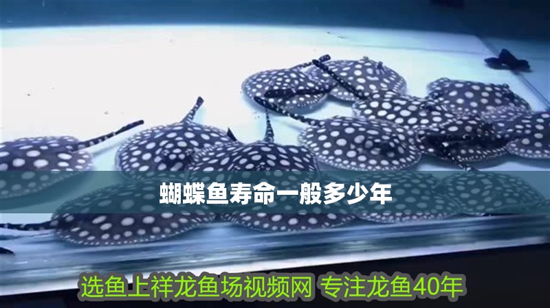 蝴蝶魚(yú)壽命一般多少年