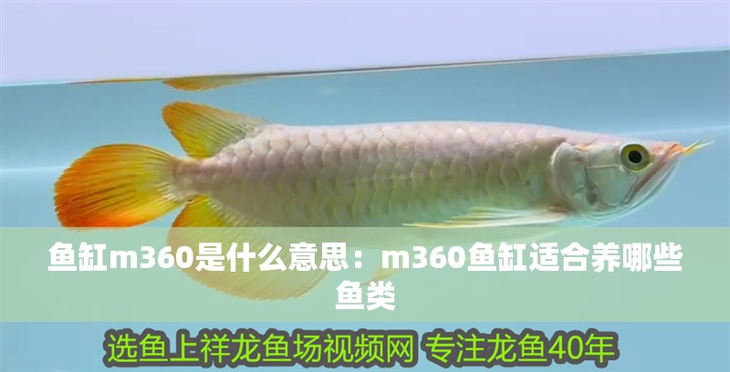 魚缸m360是什么意思：m360魚缸適合養哪些魚類