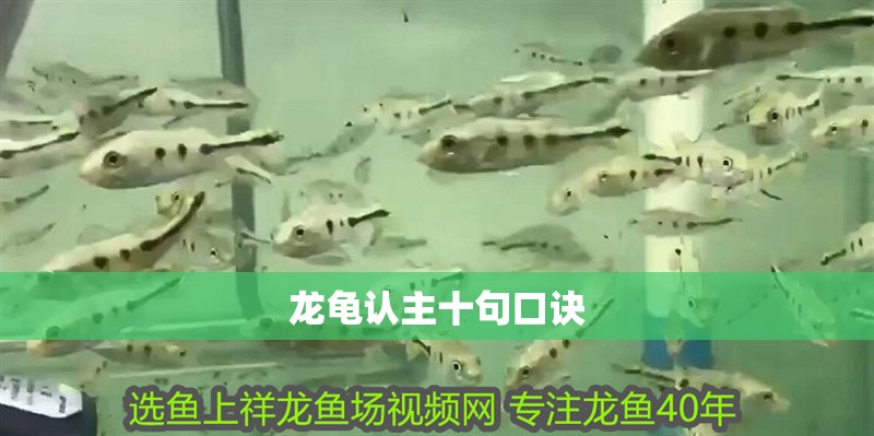 龍龜認主十句口訣