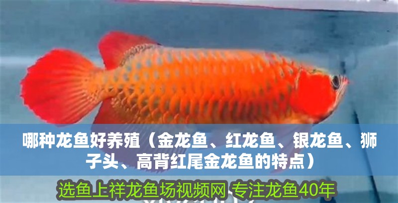 哪種龍魚好養殖（金龍魚、紅龍魚、銀龍魚、獅子頭、高背紅尾金龍魚的特點）