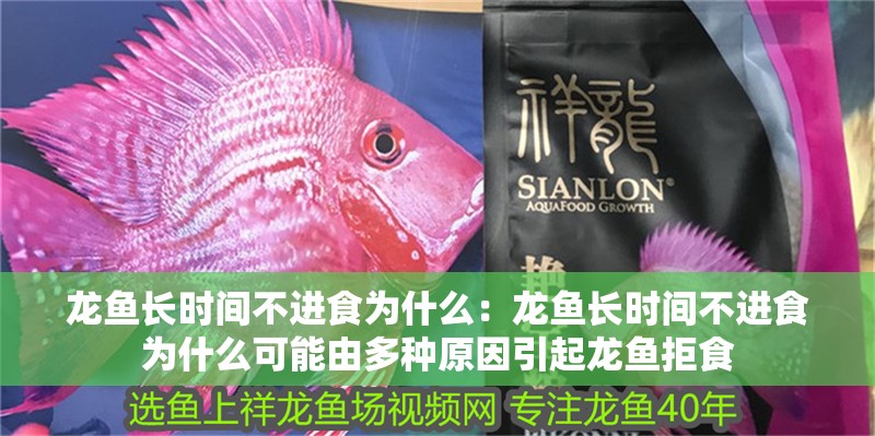 龍魚長時間不進食為什么：龍魚長時間不進食為什么可能由多種原因引起龍魚拒食 龍魚長時間不進食為什么：龍魚長時間不進食為什么可能由多種原因引起龍魚拒食 龍魚百科