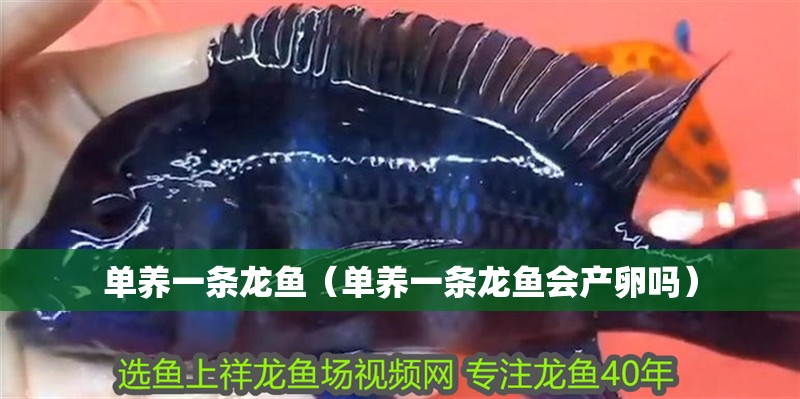 單養一條龍魚（單養一條龍魚會產卵嗎）
