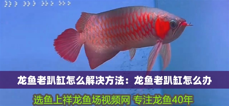 龍魚老趴缸怎么解決方法：龍魚老趴缸怎么辦