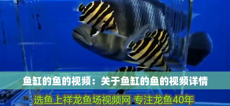 魚缸的魚的視頻：關于魚缸的魚的視頻詳情