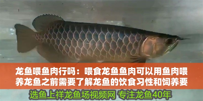 龍魚喂魚肉行嗎：喂食龍魚魚肉可以用魚肉喂養龍魚之前需要了解龍魚的飲食習性和飼養要求