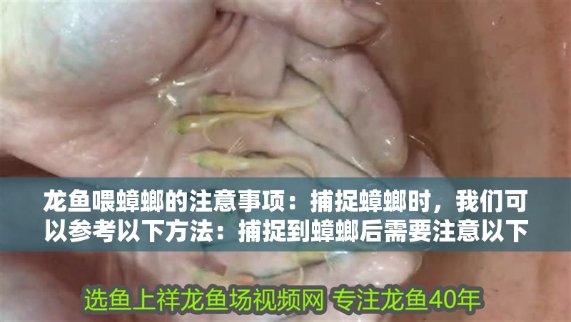 龍魚喂蟑螂的注意事項：捕捉蟑螂時，我們可以參考以下方法：捕捉到蟑螂后需要注意以下事項