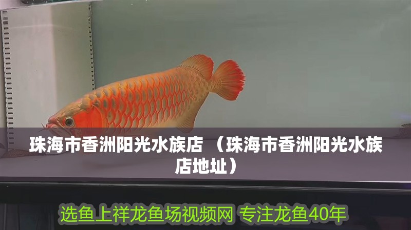 珠海市香洲陽(yáng)光水族店 （珠海市香洲陽(yáng)光水族店地址）
