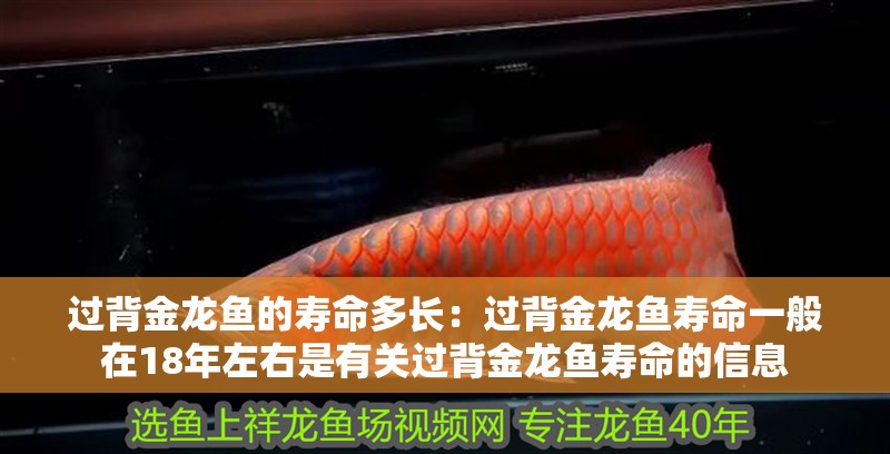 過背金龍魚的壽命多長：過背金龍魚壽命一般在18年左右是有關過背金龍魚壽命的信息