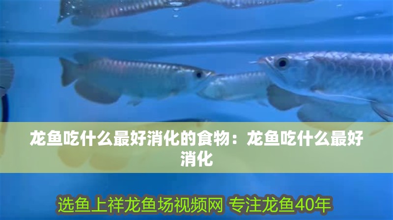 龍魚吃什么最好消化的食物：龍魚吃什么最好消化 龍魚吃什么最好消化的食物：龍魚吃什么最好消化 龍魚百科