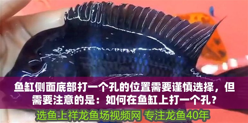 魚缸側(cè)面底部打一個孔的位置需要謹慎選擇，但需要注意的是：如何在魚缸上打一個孔？ 魚缸側(cè)面底部打一個孔的位置需要謹慎選擇，但需要注意的是：如何在魚缸上打一個孔？ 魚缸百科