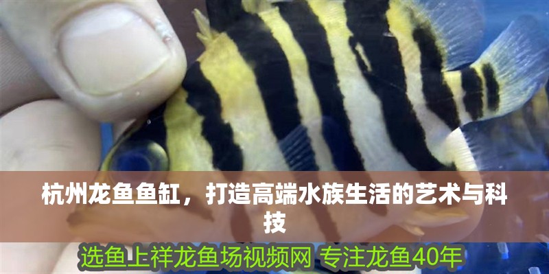 <strong><mark>杭州</mark></strong>龍魚魚缸，打造高端水族生活的藝術與科技