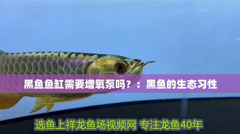 黑魚魚缸需要增氧泵嗎？：黑魚的生態習性