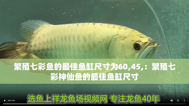繁殖七彩魚的最佳魚缸尺寸為60,45,：繁殖七彩神仙魚的最佳魚缸尺寸 繁殖七彩魚的最佳魚缸尺寸為60,45,：繁殖七彩神仙魚的最佳魚缸尺寸 魚缸百科