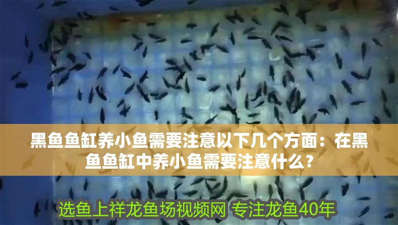 黑魚魚缸養小魚需要注意以下幾個方面：在黑魚魚缸中養小魚需要注意什么？ 黑魚魚缸養小魚需要注意以下幾個方面：在黑魚魚缸中養小魚需要注意什么？ 魚缸百科