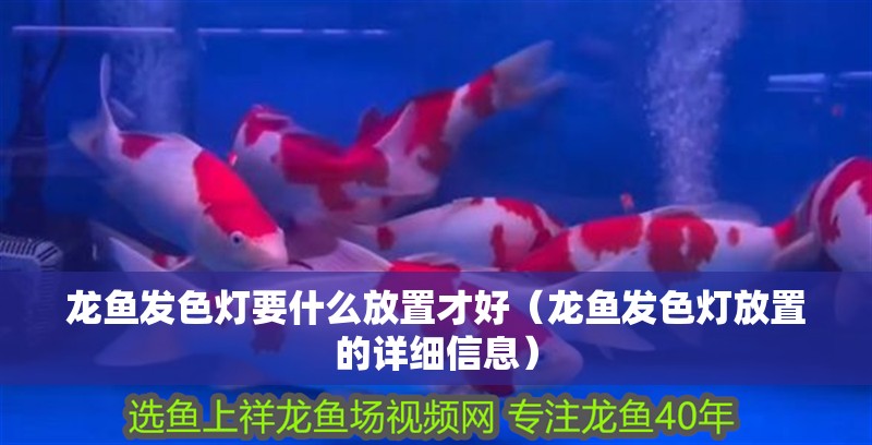 龍魚發色燈要什么放置才好（龍魚發色燈放置的詳細信息）