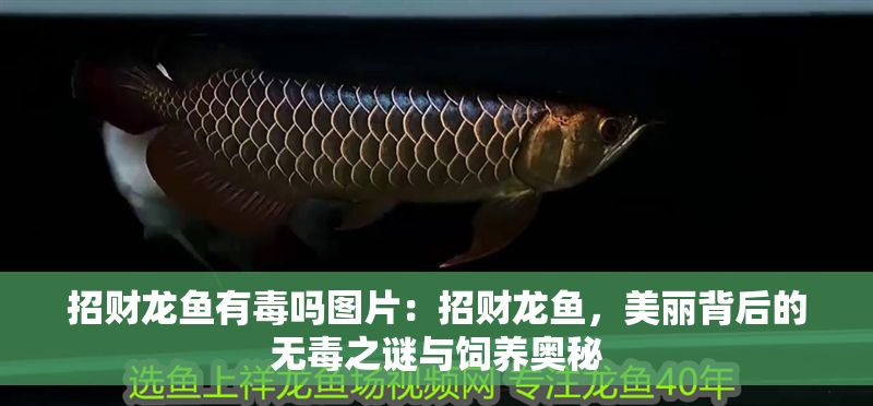 招財龍魚有毒嗎圖片：招財龍魚，美麗背后的無毒之謎與飼養奧秘