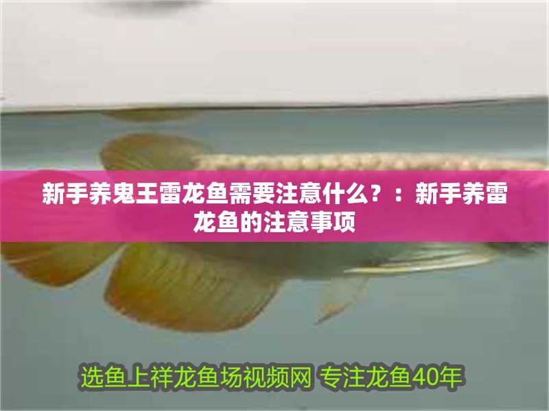 新手養(yǎng)鬼王雷龍魚需要注意什么？：新手養(yǎng)雷龍魚的注意事項(xiàng)