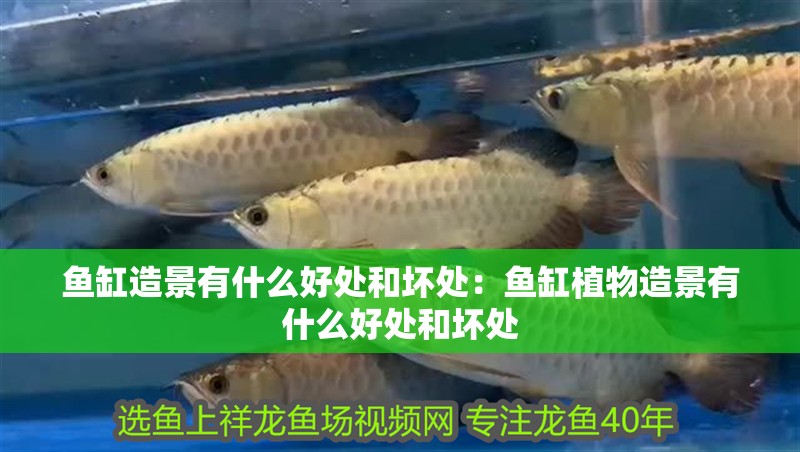 魚缸造景有什么好處和壞處：魚缸植物造景有什么好處和壞處 魚缸造景有什么好處和壞處：魚缸植物造景有什么好處和壞處 魚缸百科