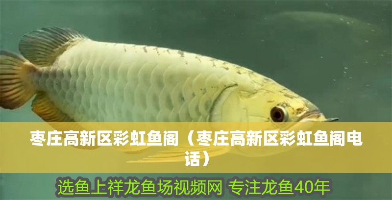 棗莊高新區(qū)彩虹魚閣（棗莊高新區(qū)彩虹魚閣電話）