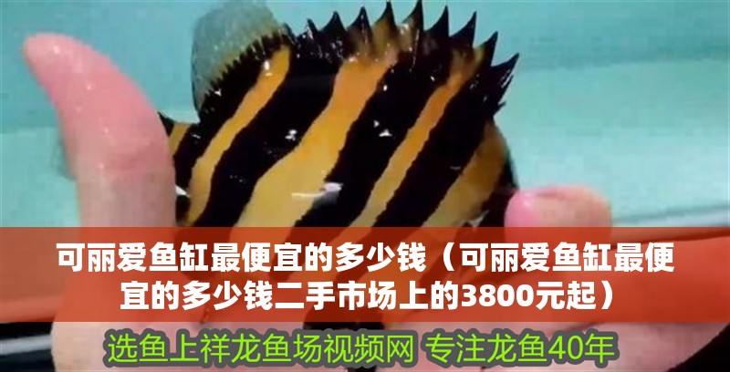 可麗愛魚缸最便宜的多少錢（可麗愛魚缸最便宜的多少錢二手市場上的3800元起）