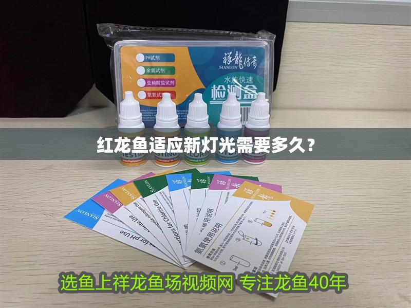 紅龍魚適應新燈光需要多久？