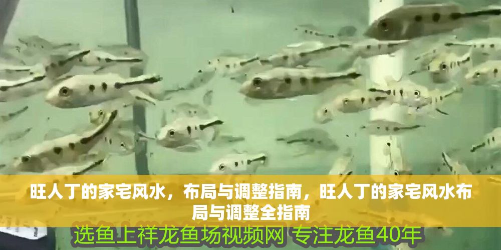 旺人丁的家宅風水，布局與調整指南，旺人丁的家宅風水布局與調整全指南