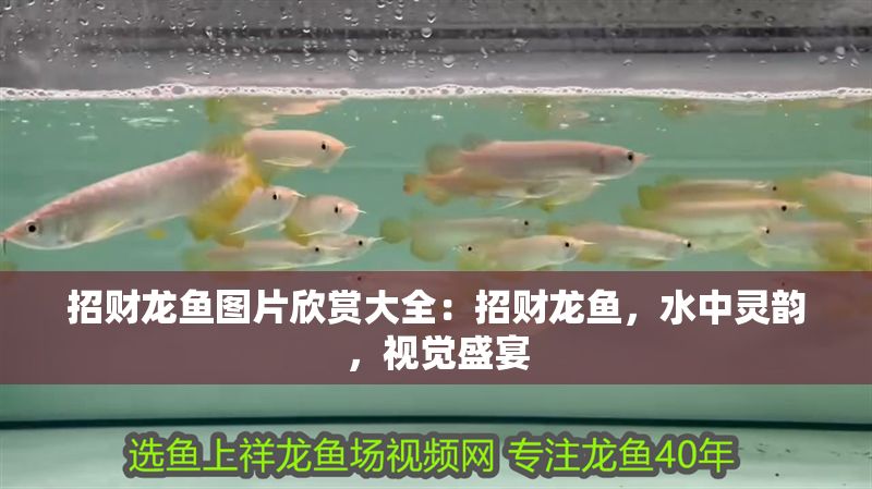 招財(cái)龍魚(yú)圖片欣賞大全：招財(cái)龍魚(yú)，水中靈韻，視覺(jué)盛宴
