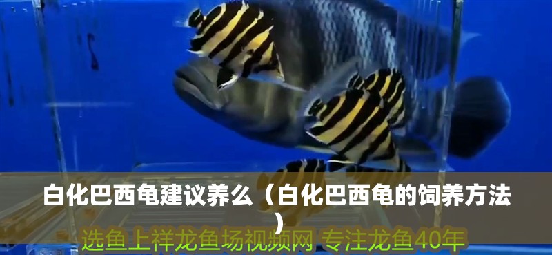 白化巴西龜建議養么（白化巴西龜的飼養方法）