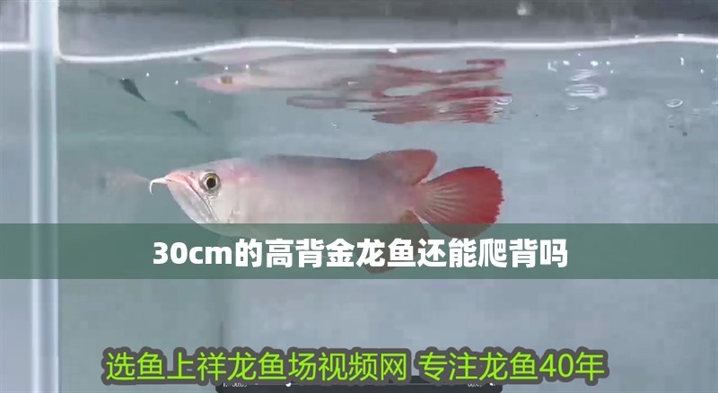 30cm的高背金龍魚還能爬背嗎