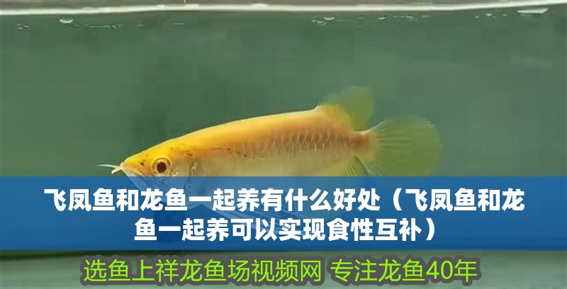 飛鳳魚和龍魚一起養(yǎng)有什么好處（飛鳳魚和龍魚一起養(yǎng)可以實現(xiàn)食性互補）