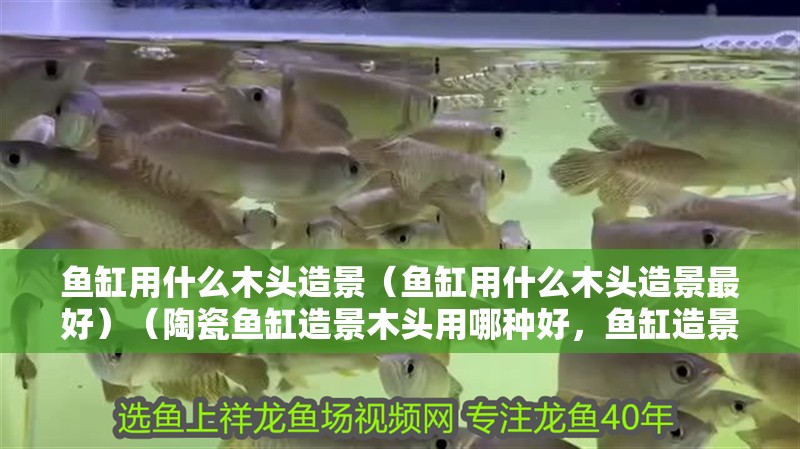 魚缸用什么木頭造景（魚缸用什么木頭造景最好）（陶瓷魚缸造景木頭用哪種好，魚缸造景木頭用哪種好） 魚缸用什么木頭造景（魚缸用什么木頭造景最好）（陶瓷魚缸造景木頭用哪種好，魚缸造景木頭用哪種好） 魚缸百科