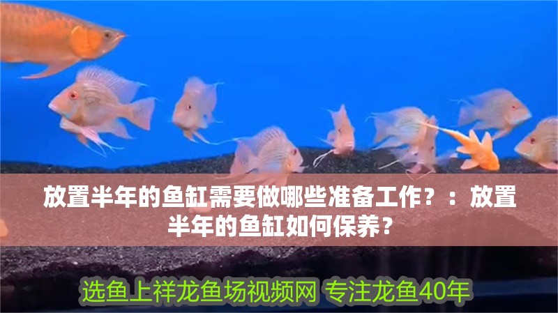 放置半年的魚缸需要做哪些準備工作？：放置半年的魚缸如何保養？