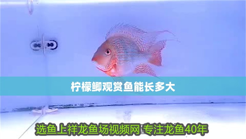 檸檬鯽觀賞魚能長多大