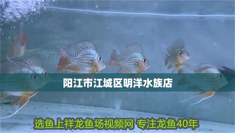 陽江市江城區明洋水族店
