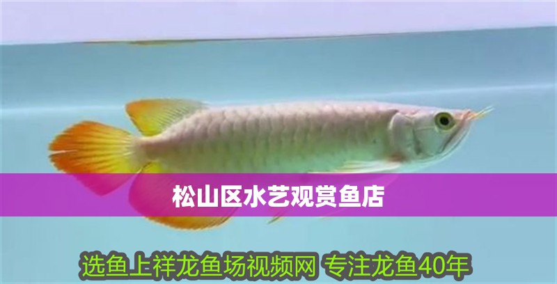 龍魚干蝦有營養嗎 松山區水藝觀賞魚店 全國水族館企業名錄 松山區水藝觀賞魚店 松山區水藝觀賞魚店 全國水族館企業名錄