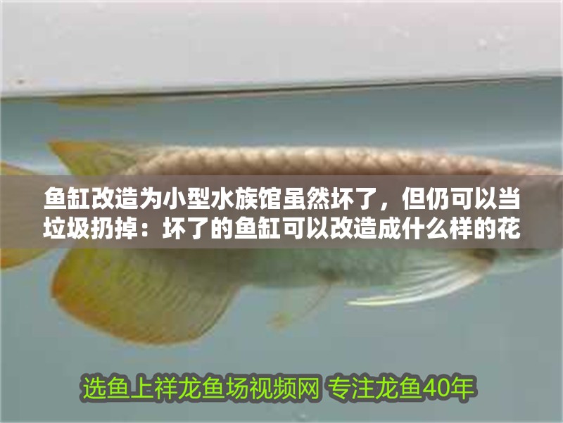 魚缸用增氧泵價格是多少:魚缸增氧機-xtrac增氧機-xtrac增氧機 魚缸改造為小型水族館雖然壞了,但仍可以當垃圾扔掉:壞了的魚缸可以改造成什么樣的花盆? 魚缸百科 魚缸改造為小型水族館雖然壞了,但仍可以當垃圾扔掉:壞了的魚缸可以改造成什么樣的花盆? 魚缸改造為小型水族館雖然壞了,但仍可以當垃圾扔掉:壞了的魚缸可以改造成什么樣的花盆? 魚缸百科