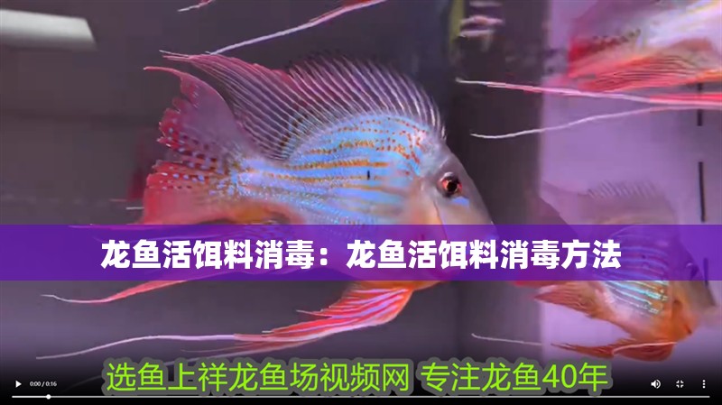 龍魚活餌料消毒：龍魚活餌料消毒方法