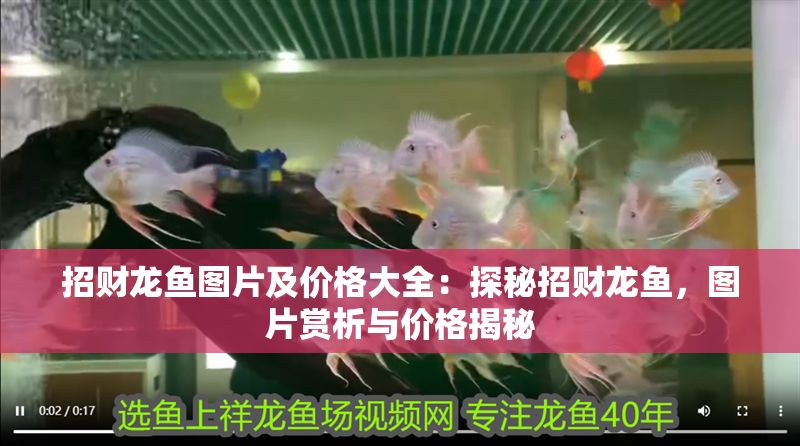 招財龍魚圖片及價格大全：探秘招財龍魚，圖片賞析與價格揭秘