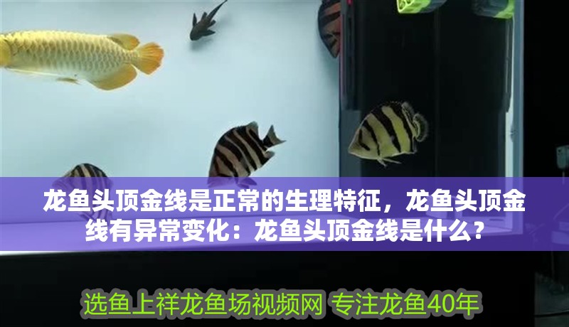 龍魚頭頂金線是正常的生理特征，龍魚頭頂金線有異常變化：龍魚頭頂金線是什么？