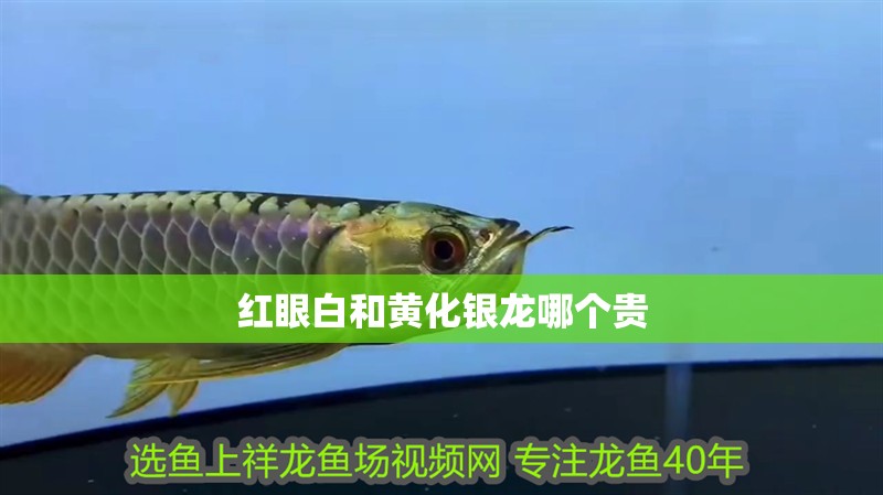 紅眼白和黃化銀龍哪個貴