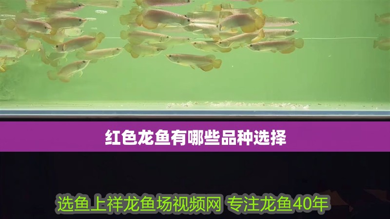 魚缸用增氧泵價格是多少:魚缸增氧機-xtrac增氧機-xtrac增氧機 紅色龍魚有哪些品種選擇 龍魚論壇 紅色龍魚有哪些品種選擇 紅色龍魚有哪些品種選擇 龍魚論壇