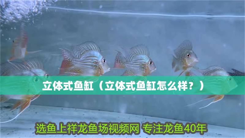 立體式魚缸（立體式魚缸怎么樣？） 立體式魚缸（立體式魚缸怎么樣？） 魚缸百科