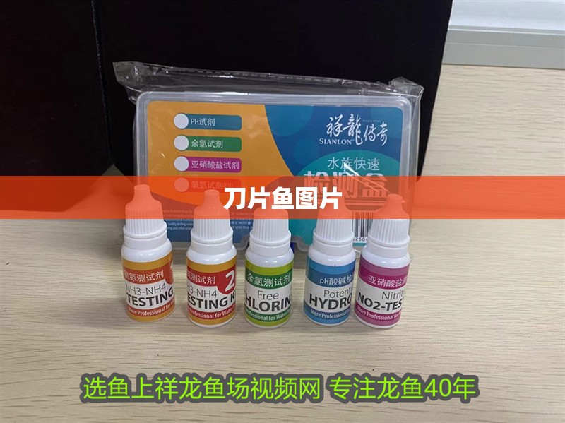刀片魚圖片 刀片魚圖片 龍魚論壇