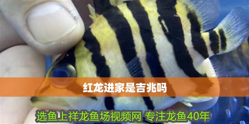 龍魚干蝦有營養嗎 紅龍進家是吉兆嗎 龍魚論壇 紅龍進家是吉兆嗎 紅龍進家是吉兆嗎 龍魚論壇