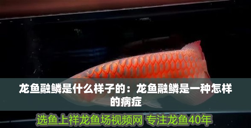 龍魚融鱗是什么樣子的：龍魚融鱗是一種怎樣的病癥